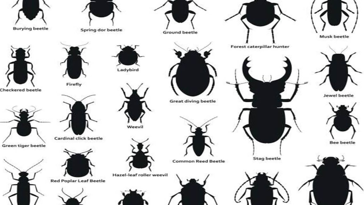Bingöl İl Tarım ve Orman Müdürlüğü’nden "Siyah Böcekler" açıklaması