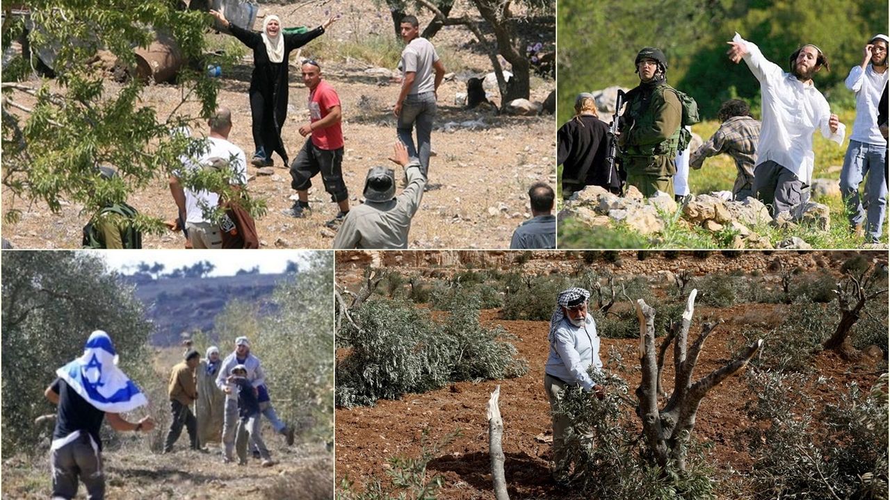 Siyonist rejim ve Yahudi çeteler Batı Şeria’da Filistinlilere ait tarım arazilerine zarar veriyor