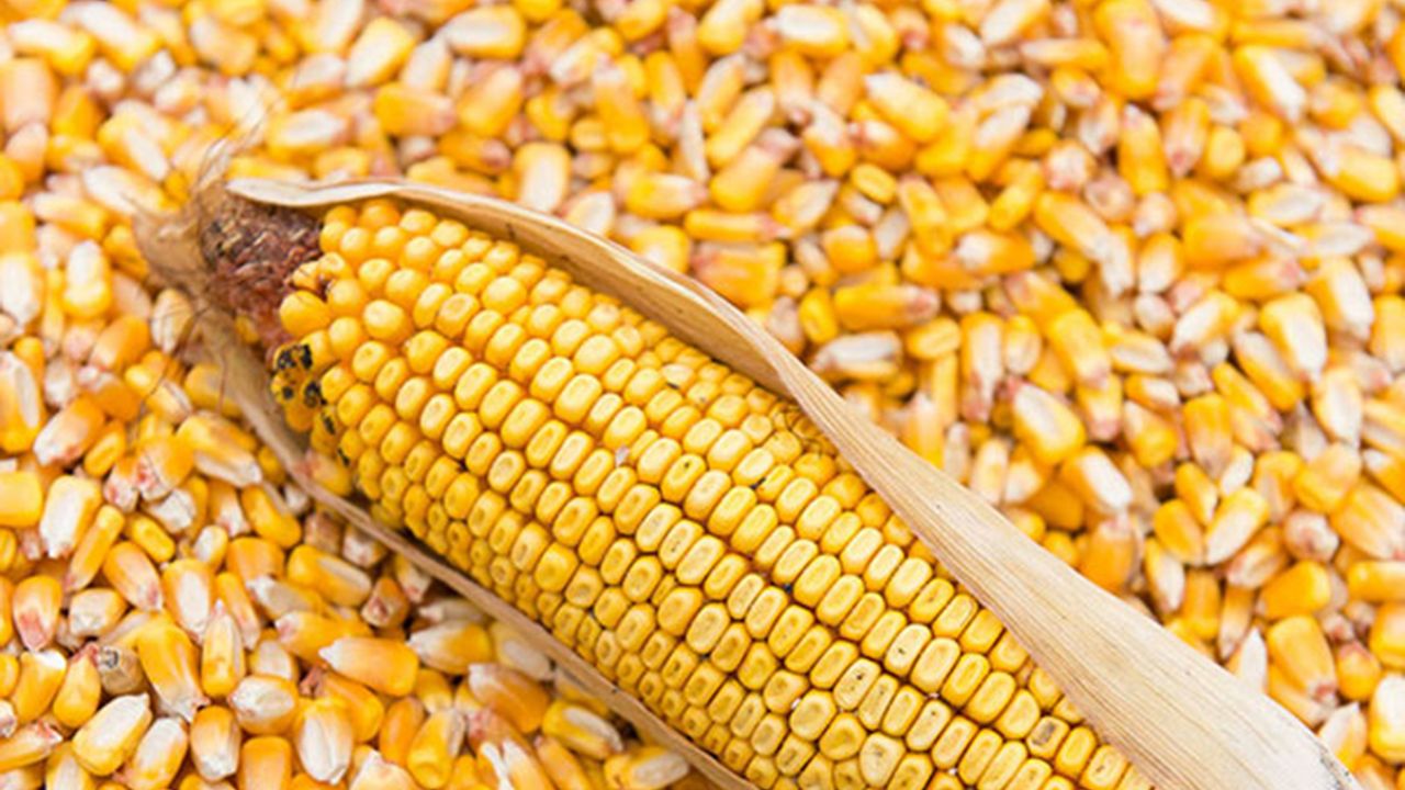 TİGEM, 1400 ton dane mısırı ihaleyle satışa sunacak