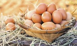 Dışişleri Bakanlığı'ndan Tayvan'a İhraç Edilen Yumurtalarla İlgili Açıklama!