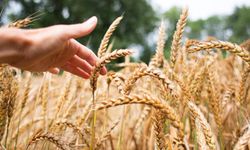 "Tek Günde Buğday Fiyatları Yüzde 8'den Fazla Arttı!"