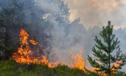 Cezayir’de orman yangınları: 15 ölü, bin 500 tahliye