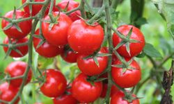 Rusya’ya domates ihracatında kota arttı