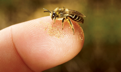 Arılara dikkat: 1 Haftada 3 ölüm!