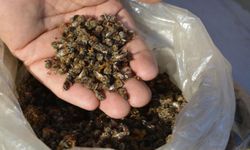 Arı Katliamı: 100 Milyon Arı Zehirlendi