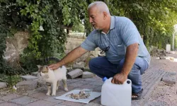 Diyarbakır'da sıcak yaz günlerinde sokak hayvanları unutulmadı.