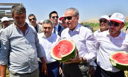 Diyarbakır Valisi Ergani'deki karpuz hasadına katıldı