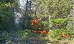 Sakarya'daki Orman Yangını, Etkili Müdahale Sonucunda Kontrol Altına Alındı
