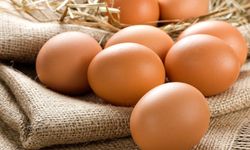 Türkiye’den Tayvan’a Giden Yumurtalarda Kanserojen Madde İddiası