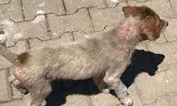 Mardin'de Yavru Köpeğe Eziyet Eden Şüpheli Gözaltına Alındı