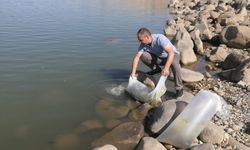 Diyarbakır'da 40 ayrı su kaynağına 2 milyon 900 bin yavru sazan balığı bırakıldı
