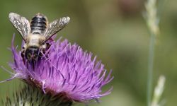 Gramı 2 milyon Dolara satılan arı zehrindeki medittin AİÇÜ tarafından izole edilebildi