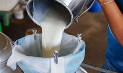Süt üretimi bir önceki yılına göre arttı