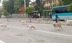 Şanlıurfa'da Sürü Halinde Dolaşan Köpekler Halkı Endişelendiriyor!