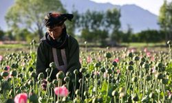 Afganistan'ın uyuşturucuyla mücadelesinde büyük başarı: Afyon ekimi yüzde 95 azaldı