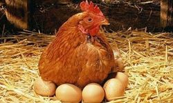 Tavuk etti üretimi azalırken yumurta üretimi arttı