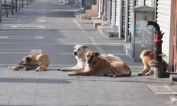 Ankara Valiliğinden sokak hayvanları ile ilgili belediyelere uyarı