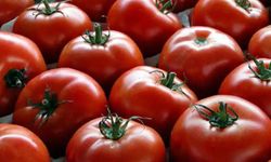 Irak Kürdistan Bölgesi domates ithalatını yasakladı