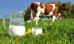 Ticari süt işletmelerince 874 bin ton inek sütü toplandı