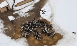 Afganistan'da yoğun kar yağışı nedeniyle binlerce hayvan kayboldu
