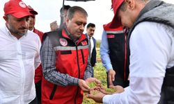 Vali Hasan Şıldak, Firik hasadına katıldı