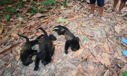 Meksika'da aşırı sıcaklar nedeniyle maymun ölümleri artıyor