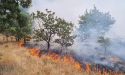 Manisa'da orman yangını 