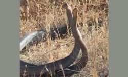 Adıyaman'da bir çiftçi dans eden yılanları kayıt altına aldı