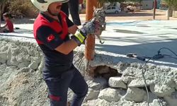 Beton altında mahsur kalan 2 yavru kedi kurtarıldı