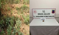 Bingöl’de 746 kök kenevir ele geçirildi