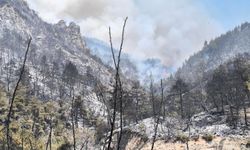 Bursa'da orman yangınıyla mücadele sürüyor
