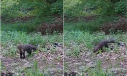 Fotokapanlar orman sansarını görüntüledi