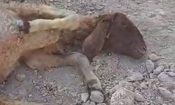 Gaziantep'te sokak köpeklerinin saldırısına uğrayan koyun telef oldu