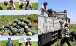 Halep'ten Diyarbakır'a uzanan karpuz yükleme mücadelesi