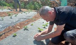 Siirt’te bitkisel üretim alanlarında hastalık ve zararlı takibi sürüyor