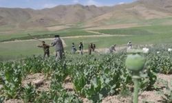 Afganistan'da uyuşturucu operasyonunda 100 kişi yakalandı