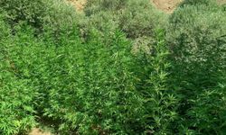 Bingöl’de 1.040 kök kenevir ele geçirildi.