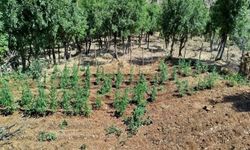 Bingöl’de 8 bin 332 kök kenevir ele geçirildi