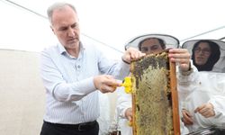 Bursa'da bal hasadına başlandı