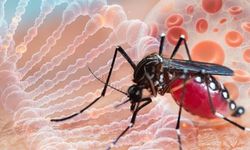 İngiltere'de chikungunya virüsü vakalarında artış 