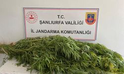 Şanlıurfa’da jandarmadan uyuşturucu operasyonu