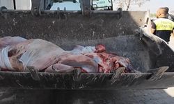 Şanlıurfa’da mühürsüz etler imha edildi
