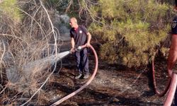 Şanlıurfa’da ormanlık alanda çıkan yangın söndürüldü