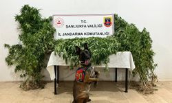 Şanlıurfa’da uyuşturucu operasyonu: 12 şüpheli gözaltında