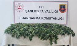 Şanlıurfa’da uyuşturucu operasyonu: 2 gözaltı