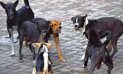 Şanlıurfa'da vatandaşlardan başıboş köpekler için çözüm çağrısı