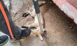 Siirt’in Kurtalan ilçesinde bahçeye giren tilki doğaya bırakıldı