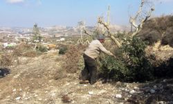 Siyonist çeteler Filistinlilere ait zeytin ağaçlarını söktü, tarım arazilerine zarar verdi 