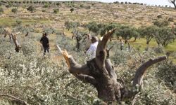 Yahudi çeteler Batı Şeria’da Filistinlilere ait zeytin, üzüm ve badem ağaçlarını kesti