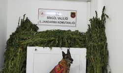 Bingöl’de 91 kilo esrar ele geçirildi